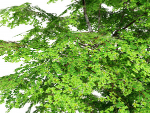 Green and fall Grey Poplar trees 3D Model