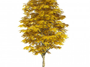Green and fall Grey Poplar trees 3D Model