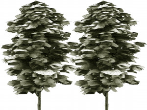 Green and fall Grey Poplar trees 3D Model