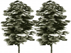 Green and fall Grey Poplar trees 3D Model