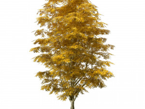 Green and fall Grey Poplar trees 3D Model