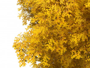 Green and fall Grey Poplar trees 3D Model