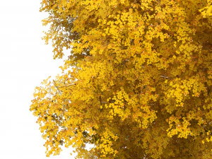 Green and fall Grey Poplar trees 3D Model
