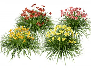 Щасливого повернення Лілійник Кольоровий мікс квітів 3D Модель