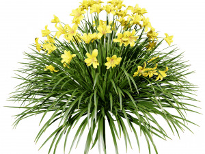 Happy Returns Daylily Color mix flowers Modelo 3D