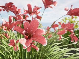 Happy Returns Daylily Color mix flowers Modelo 3D
