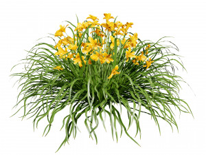 Happy Returns Daylily Color mix flowers Modelo 3D