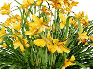 Happy Returns Daylily Color mix flowers Modelo 3D