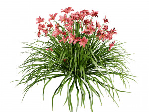 Happy Returns Daylily Color mix flowers Modelo 3D