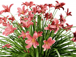Happy Returns Daylily Color mix flowers Modelo 3D