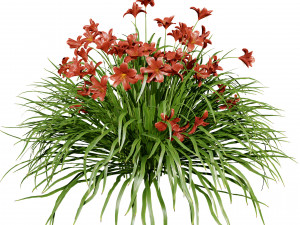 Happy Returns Daylily Color mix flowers Modelo 3D