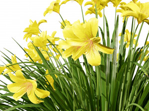 Happy Returns Daylily Color mix flowers Modelo 3D