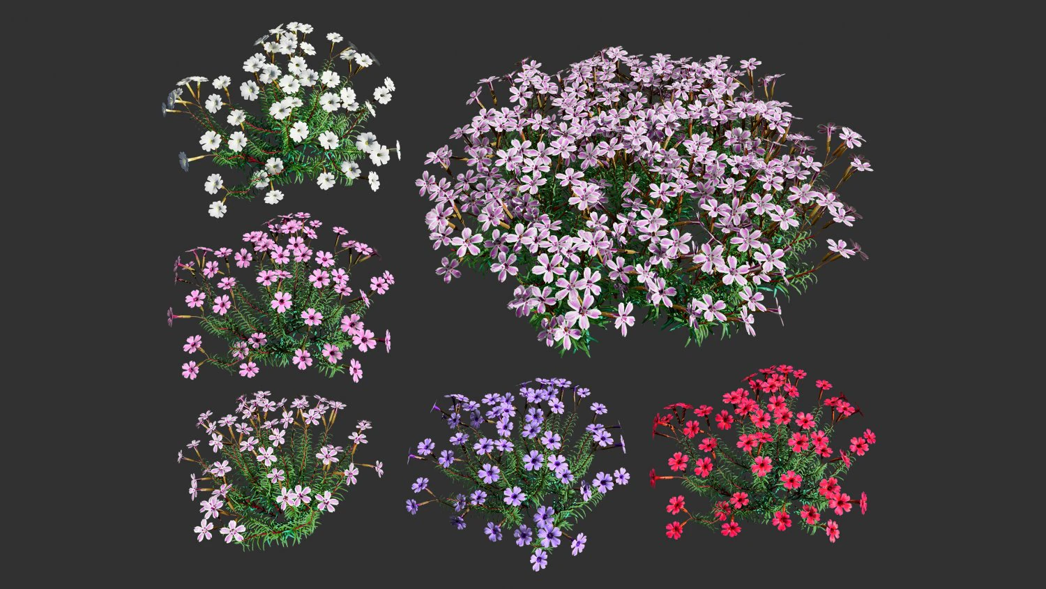 Creeping phlox flowers with free 3D Model .c4d .max .obj .3ds .fbx .stl .blend 