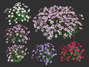 Creeping phlox flowers with free  3D Model