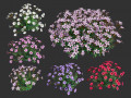 Creeping phlox flowers with free Model 3D