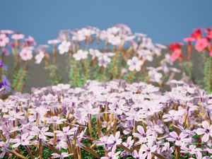 Creeping phlox flowers with free 3D 模型