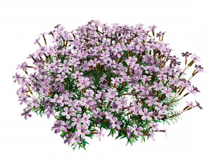 Creeping phlox flowers with free 3D 模型