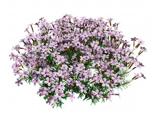 Creeping phlox flowers with free 3D Model