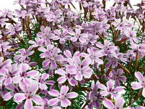 Creeping phlox flowers with free 3D Model