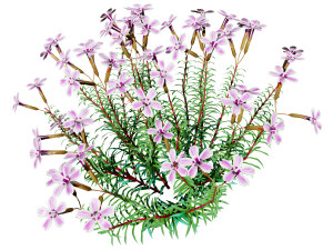 Creeping phlox flowers with free 3D 模型