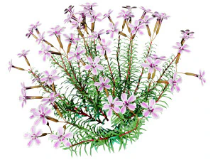 Creeping phlox flowers with free 3D Model