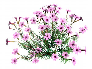 Creeping phlox flowers with free 3D Model