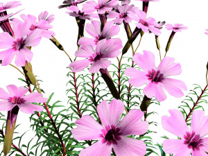 Creeping phlox flowers with free 3D 模型