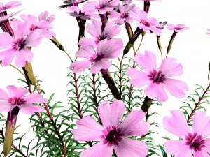 Creeping phlox flowers with free 3D Model