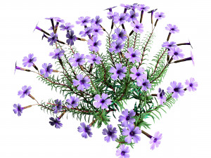 Creeping phlox flowers with free 3D 模型