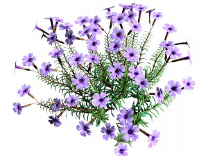 Creeping phlox flowers with free 3D Model