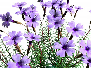 Creeping phlox flowers with free 3D Model