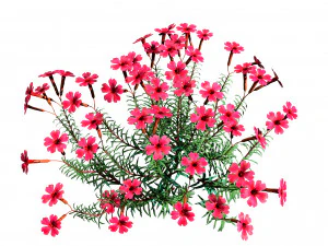 Creeping phlox flowers with free 3D Model