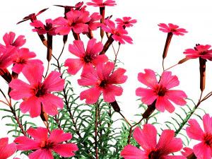 Creeping phlox flowers with free 3D Model
