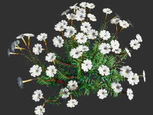 Creeping phlox flowers with free 3D Model