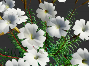 Creeping phlox flowers with free 3D Model