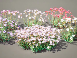 Creeping phlox flowers with free 3D Model