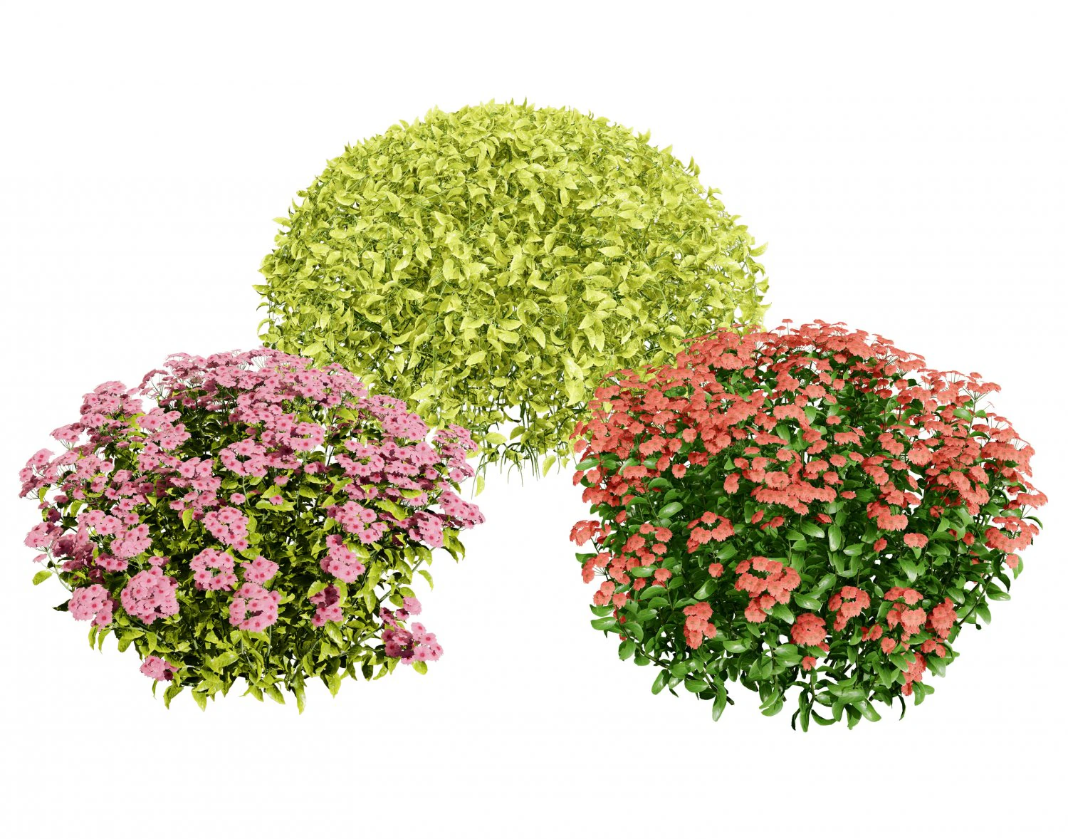 Creeping phlox flowers with free 3D Model .c4d .max .obj .3ds .fbx .stl .blend 