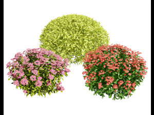 Creeping phlox flowers with free 3D Модель