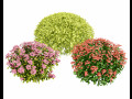 Creeping phlox flowers with free Model 3D