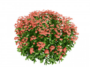 Creeping phlox flowers with free 3D मॉडल
