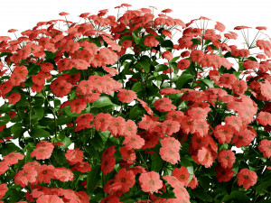 Creeping phlox flowers with free 3D मॉडल
