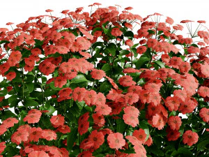 Creeping phlox flowers with free 3D Model