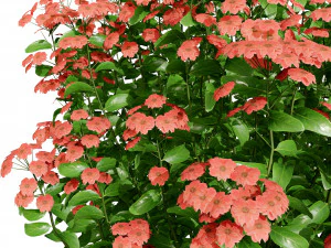 Creeping phlox flowers with free 3D Model