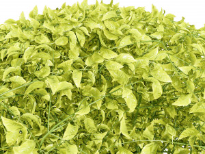 Creeping phlox flowers with free 3D मॉडल