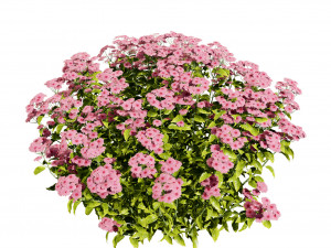 Creeping phlox flowers with free 3D मॉडल
