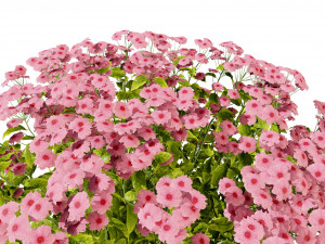 Creeping phlox flowers with free 3D मॉडल