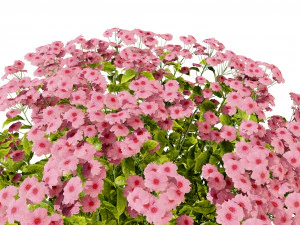 Creeping phlox flowers with free 3D Model