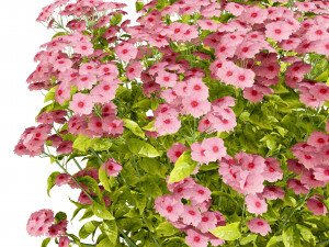 Creeping phlox flowers with free 3D मॉडल