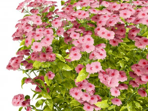 Creeping phlox flowers with free 3D Model