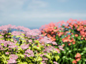 Creeping phlox flowers with free 3D Model